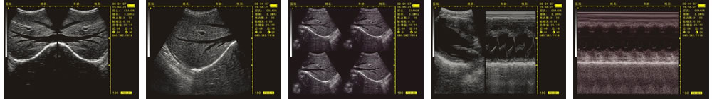 V-20掌上B型超聲診斷儀(動(dòng)物版)一流的數字成像技術(shù)，圖像更清晰